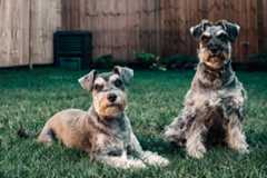 Two Miniature Schnauzer in the yard.
