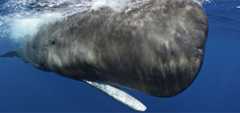 Sperm Whale