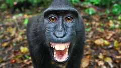 The Funkiest Monkeys -- Trailer: The Funkiest Monkeys