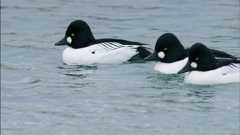 An Original DUCKumentary -- Warm Ducks in the Cold Arctic