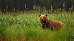 Fortress of the Bears