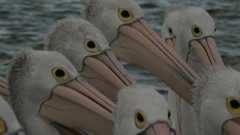 Outback Pelicans -- Outback Pelicans - Preview