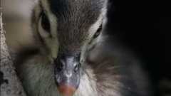 An Original DUCKumentary -- Jumping Duckling