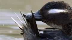 An Original DUCKumentary -- Fixing Your Feathers