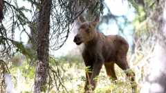 Moose: Life of a Twig Eater -- Moose: Life of a Twig Eater | Preview 