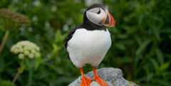 Atlantic puffin standing on rock