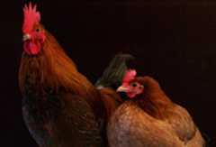 Chickens