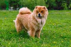 Beautiful dog chow-chow in the park
