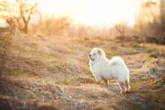 Cute chow chow in the field