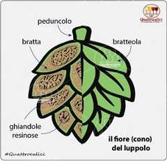 fiore cono luppolo fiore cono luppolo