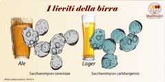 il lievito per la birra