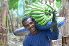 banana-workers