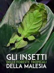 Gli insetti delle foreste tropicali della Malesia - RaiPlay