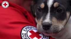 Πρώτες Βοήθειες για Σκύλους