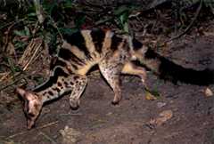 Banded Palm Civet is a rare species of civet that can be found in tropical forests of Southeast Asia, including in the Riau Ecosystem Restoration (RER) conservation area.