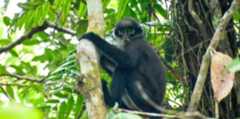 Conservation Against the Clock: The East Sumatran Banded Langur Conservation Against the Clock: The East Sumatran Banded Langur