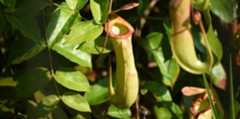 Four Fascinating Carnivorous Pitcher Plants Found in RER’s Peat Swamp Forests Four Fascinating Carnivorous Pitcher Plants Found in RER’s Peat Swamp Forests