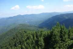 Ce se întâmplă cu pădurea de sute de milioane de euro