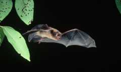 little brown bat in mid flight through green leaves.