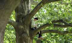 A student sits in an oak tree.