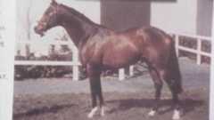 Shergar Mystery Remains