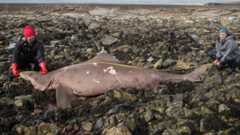 TCD Prof Nicholas Payne and Dr Jenny Bortoluzzi measuring the large 14ft female smalltooth sand tiger shark in Wexford TCD Prof Nicholas Payne and Dr Jenny Bortoluzzi measuring the large 14ft female smalltooth sand tiger shark in Wexford
