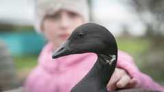 Where the Wild Geese Go follows Light-Bellied Brent Goose from Ireland to Arctic Canada and ack again.
