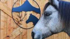 a side profile of a horse with a sign in the background a side profile of a horse with a sign in the background