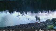 Researchers stunned by wolf’s use of crab traps to feed