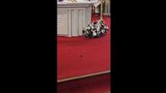 Mouse interrupts wedding ceremony in Westmeath show image