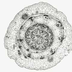 Cross sections of C3 rice (left) and C4 sorghum (right) shoots. Both grain crops evolved from a common ancestor, but sorghum evolved to photosynthesize more efficiently.