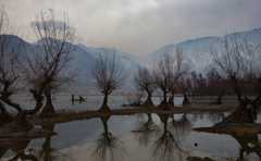 Kashmiri men separate chestnuts from mud while in boats floating serenely across a silvery lake. Trees are reflected on the water's surface.