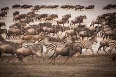 Herds of black-and-white striped zebras and wildebeest gallop across plains and shallow water.