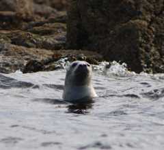 Beside a rocky coast, a seal pops its head above the waves.