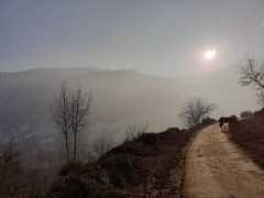 A horse and another animal graze alongside a dirt road rising across the right side of a photo. The shines on a hazy scene above a village.