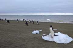 penguins on a beach