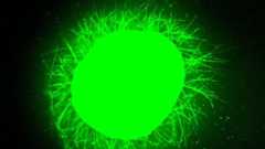 Scientists Grew Mini Human Spinal Cords, Then Made Them Repair After Injury