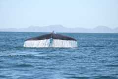 Baja Whale Watching