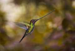Guango lodge sword-billed hummingbird (Ensifera ensifera)