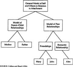 complex hierarchical structure of attachment relationships