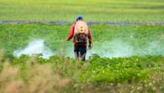 Our new article exposes the EU’s double standards on pesticides: while protecting European consumers from harmful chemicals, it continues to export these same toxic substances to other countries—where they harm farmers, communities, and ecosystems.