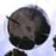 id:suchi