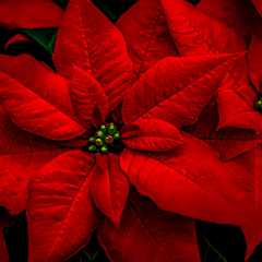 Poinsettia Fundraiser