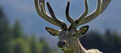 Stag with velvet antlers