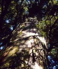 Tōtara tree