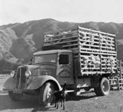 Double-decker stock truck