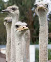 Ostriches