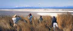 Observing birds at Farewell Spit