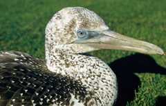 Juvenile gannet