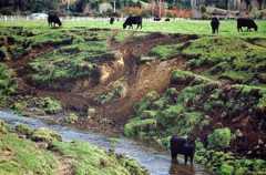 Eroding river bank
